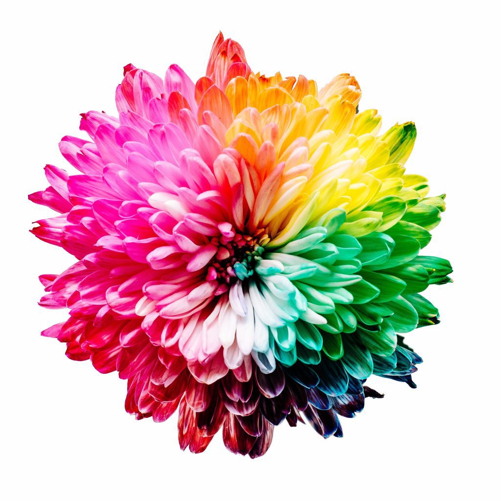 Multicolor flower